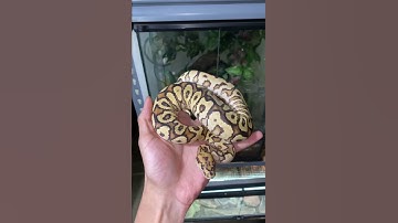 Fire Spotnose Clown #ballpython #pythonregius #snakes #reptiles #serpent #python #ballpythonmorphs