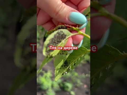 Тля на дереве/Моя любимая дача