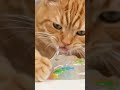 Kitties and slime fail #shorts