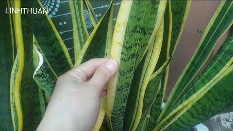 Cây lưỡi hổ có độc không? Tác dụng tuyệt vời của cây lưỡi hổ đối với sức khỏe con người