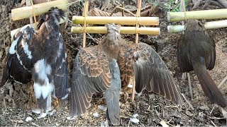 lam hlwb Create amazing trap to catch birds drink water in the garden good