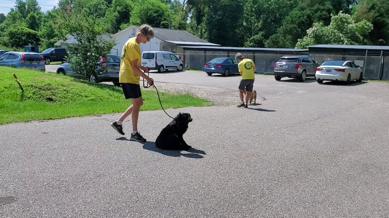 Getting Libby, Layla, Helen to walk on leash 6/13 YouTube