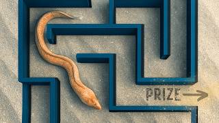 Wild Sea Creatures vs Maze: Can They Solve It? Wild Sea Creatures vs Maze: Can They Solve It?