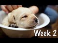 Labrador Puppies Growing Up Diary - Part 2