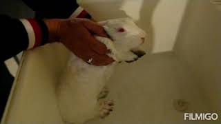 Papoo My Bunny Shower Time Desi Canadian Vlogger