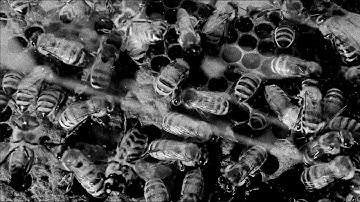 Reynolds 853 - Several Instances (Official Video)