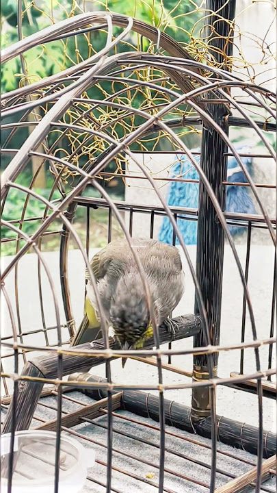 Burung Merbah Hutan Gacor Cocok Buat Pancingan Merbah Macet #merbah #kutilang #trucukan