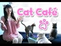 Cat Café in Scotland