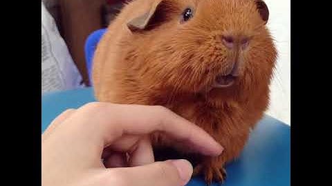 Chuột lang béo - Chubby guinea pig