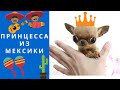 Чихуахуа - САМАЯ МАЛЕНЬКАЯ Собака В Мире! как ухаживать и как купить чихуахуа