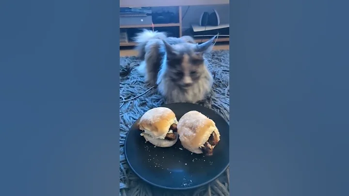 Video 11520071: mainecoon cat kitten pets, food cat mainecoon, kitten eating, kitten rolling
