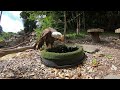Bald Eagle Annie with Goldfish Enrichment