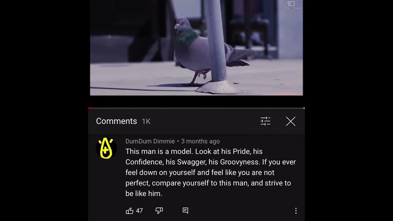 Comment Award #41 (Pablo the Pigeon Walking and Dancing) Comment Award #41 (Pablo the Pigeon Walking and Dancing)