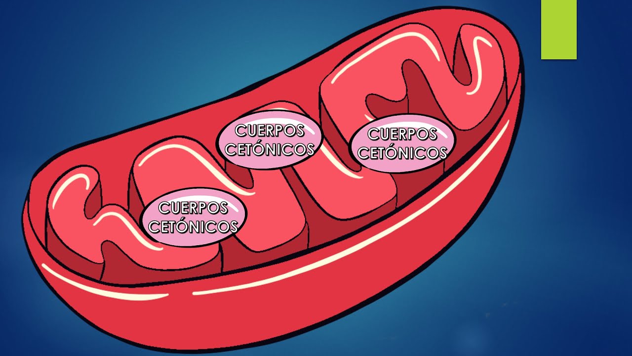 Cetosis metabolica cuerpos cetonicos