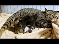 保護から2週間元野良妊婦猫が子猫を出産
