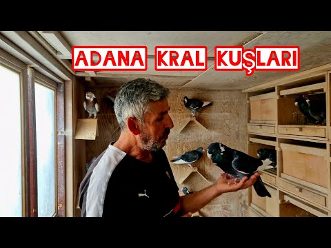 ADANA KUṢU BENDE AVRUPA!! FERHAT ÜSTAT!