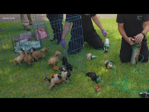 Video: Pet Scoop: Michael Jackson je Tiger umře, skupiny Pomozte zachránit domácí zvířata z Colorado Požáry