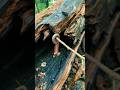 Catching a Huge Millipede in the Wild! 😱 #Millipede #WildlifeAdventure #NatureVideo #BugHunter #Ins