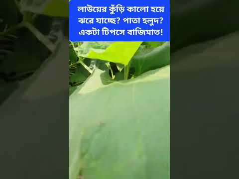 ভিডিও: মর্নিং গ্লোরি পাতাগুলি কেন হলুদ হয়ে যায়: সকালের গৌরবের হলুদ পাতার কারণগুলি