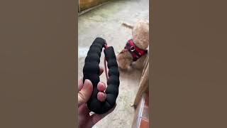 Unboxing pet needs, foldable cabinet, safety gate, sugar daddy at ceiling fan with light and remote