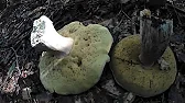 Гриби Карпат