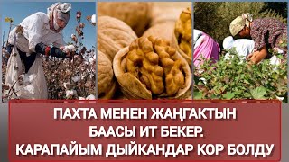 Дыйкандар Айыл Чарба Министрлигине Нааразы