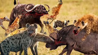 Mother Buffalo Gives Birth To Baby But Killed By Hyenas - Hyenas vs Buffalo Battle is not Never