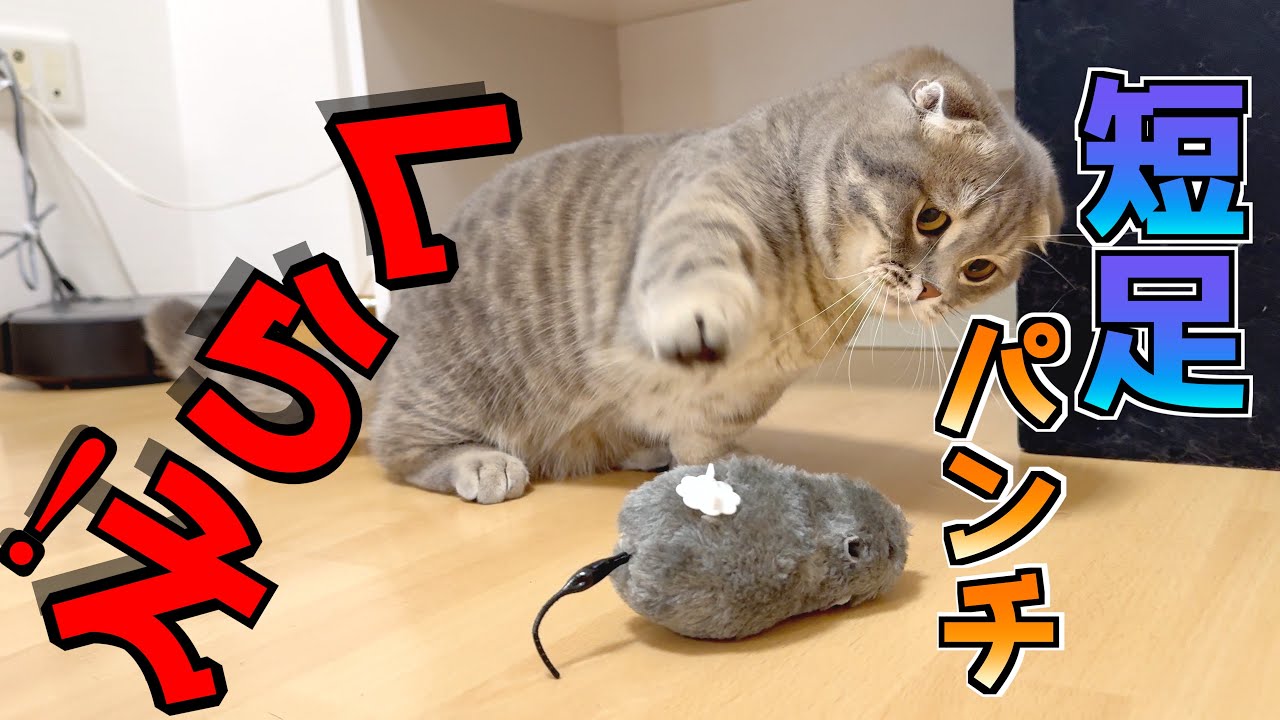 ネズミに猫パンチをぶちかましたけどリーチが足りなくて[マンチカン