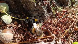 Mating Bumblebees