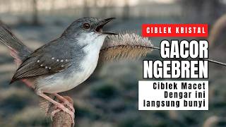 Ciblek Kristal Gacor Ngebren Nembak Panjang-panjang | Pancingan Ampuh Ciblek Malas Bunyi dan Macet