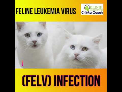 Video: Gangguan Darah Terkait Infeksi FeLV Pada Kucing