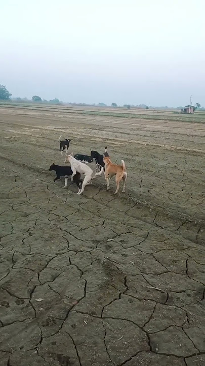 fighting, entertainment
