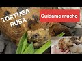 Tortuga Rusa, cómo cuidarla? 🐢