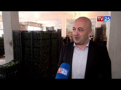 საადრეო მანდარინის პირველი მოსავალი ექსპორტზე