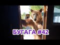 БУГАГА #42. Прикольные кубы и смешные видео за июнь 2019