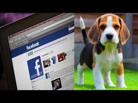 Video: Redes Sociales Y Refugios: Perro Rescatado Con Facebook
