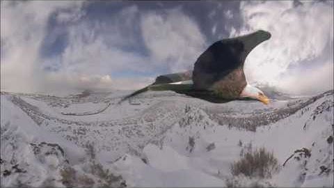 16  Hummingbird   Essence of Life