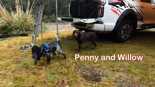 Penny and Willow by Paul Willard - LoudAs 80 views 1 year ago 25 seconds