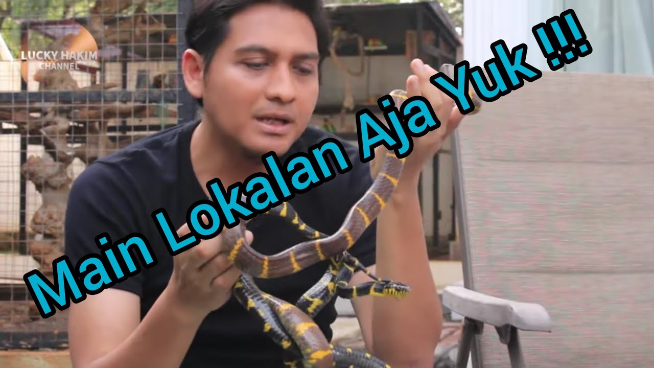 Edisi Ular : Koleksi Ular Lokal Lucky Hakim