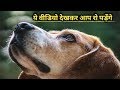 इस वीडियो को देखकर आपकी आँखों में आँसू आ जाएंगे | incredible relationship between animal and human |