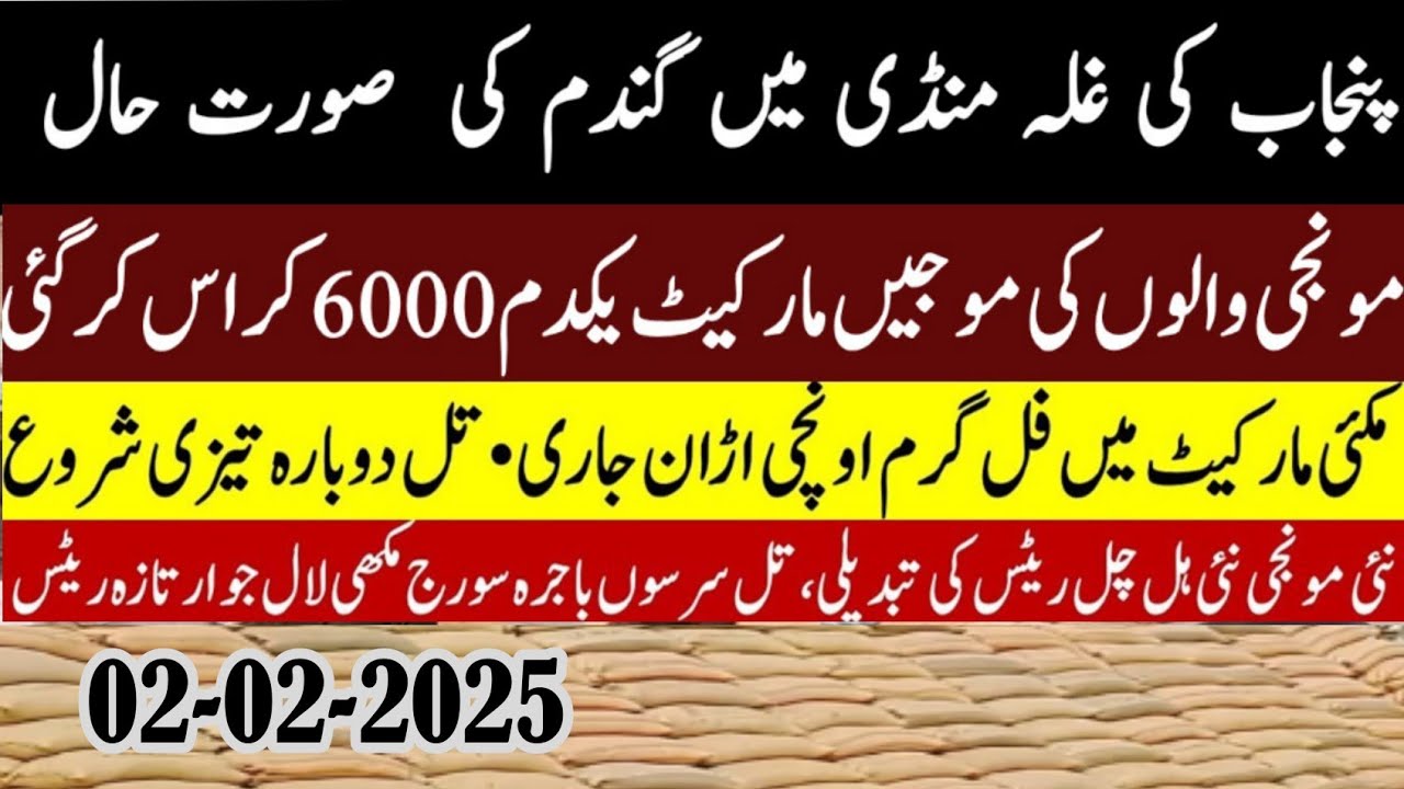 Wheat price today/wheat Future price 2025/wheat suport price/new Munji ...