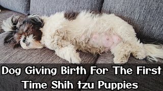 Dog Giving Birth For The First Time Shih tzu Puppies 🐕🐕