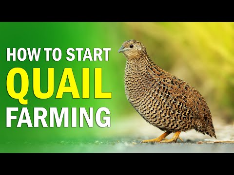 QUAIL FARMING - All You Need To Know About Quail Bird Farming | How To Start Quail Farming Business