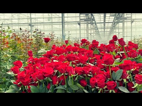 Roses Farm Agriculture