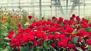 Roses Farm Agriculture Technology | Awesome Roses Harvest and Flower Processing in the Factory