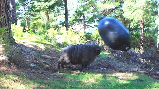 What Happens when you leave a Barrel Hanging in the Forest ?