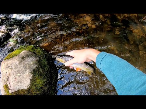 Video: Foreles Ar Dārzeņiem Un Zaļumiem