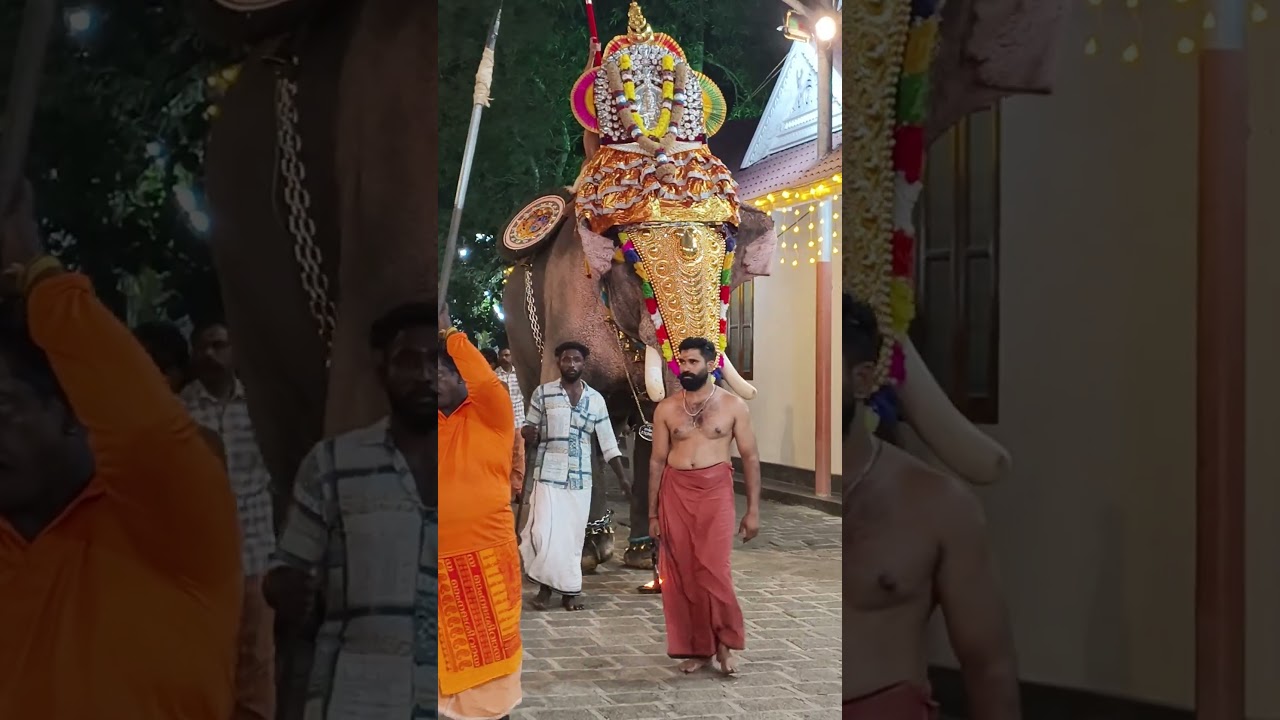 തിടമ്പേറ്റി വലം വെക്കുന്ന നായരമ്പലം രാജശേഖരൻ ❤️