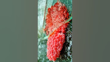 ASMR Crushed Snail Eggs | Apple Snail Eggs ASMR F5 #satisfying #relaxing #asmr #applesnail #shorts