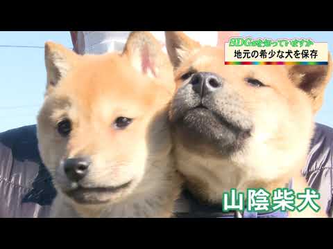 山陰柴犬 地元の希少な犬を保存 Youtube